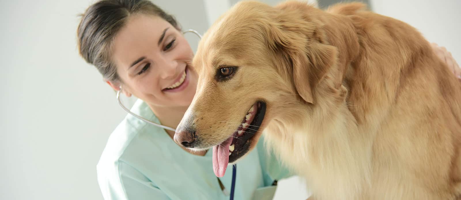 Canine Endocrine Diseases