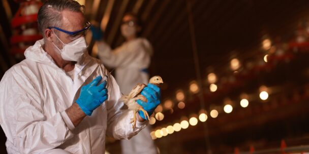 What Veterinarians Need to Know About Avian Influenza