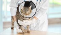 Feline Leukemia Virus: What Vets Should Know